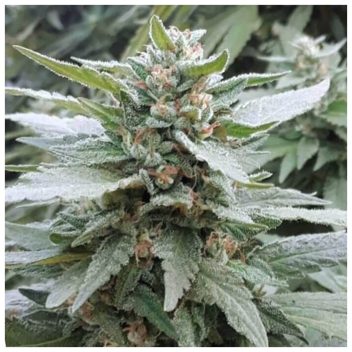 Tahoe OG - Semillas a granel feminizadas