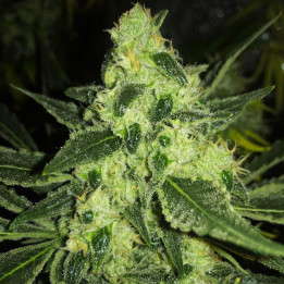 Shine Widow - Semillas a granel feminizadas