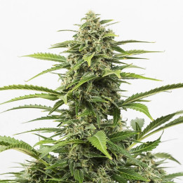 Auto Critical x Northern Lights - Semillas a granel