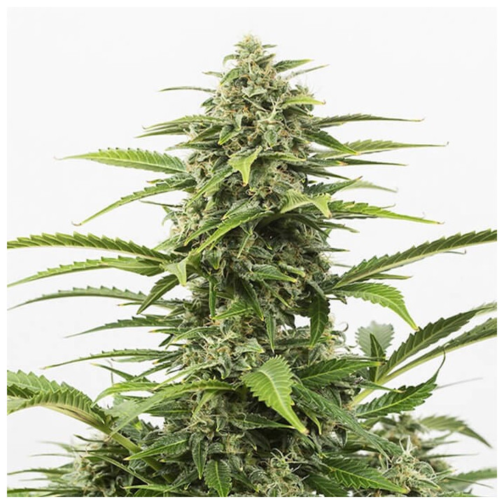Auto Critical x Northern Lights - Semillas a granel
