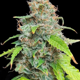 Auto Critical x Skunk - Semillas a granel