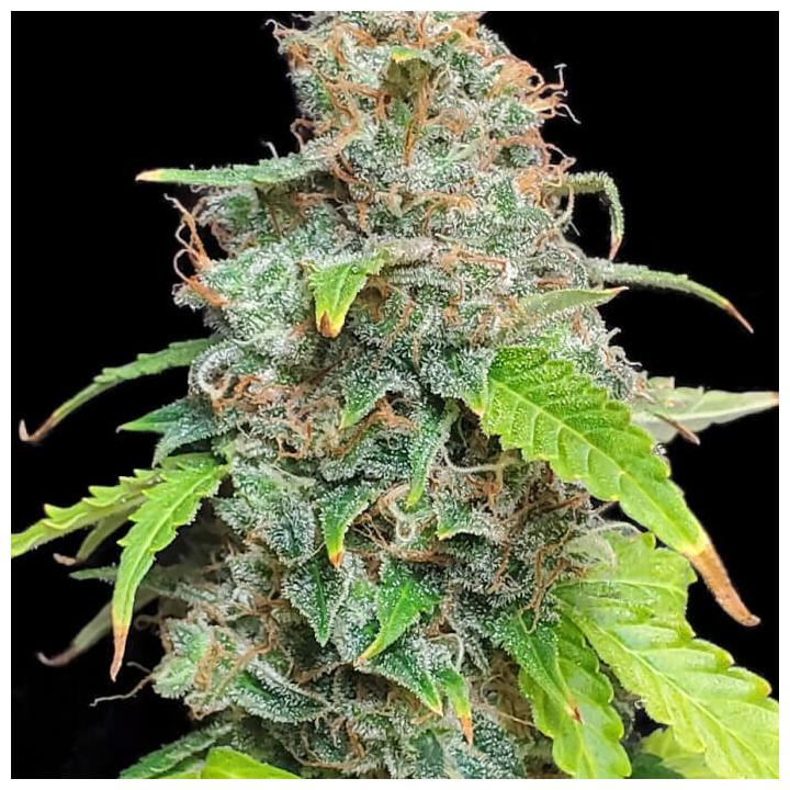 Auto Critical x Skunk - Semillas a granel
