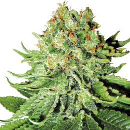 Auto Northern Lights XXL - Semillas a granel Autoflorecientes