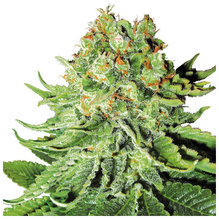 Auto Northern Lights XXL - Semillas a granel Autoflorecientes