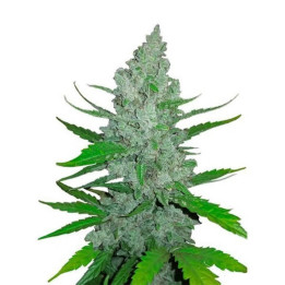 Auto NYC Diesel - Semillas a granel