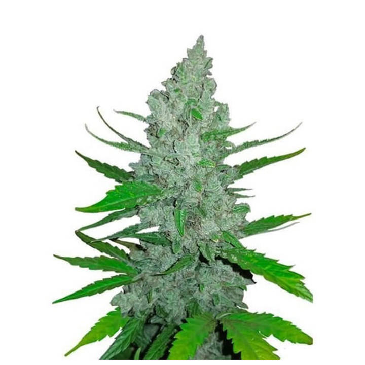 Auto NYC Diesel - Semillas a granel