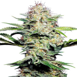 Auto Skunk - Semillas a granel autoflorecientes
