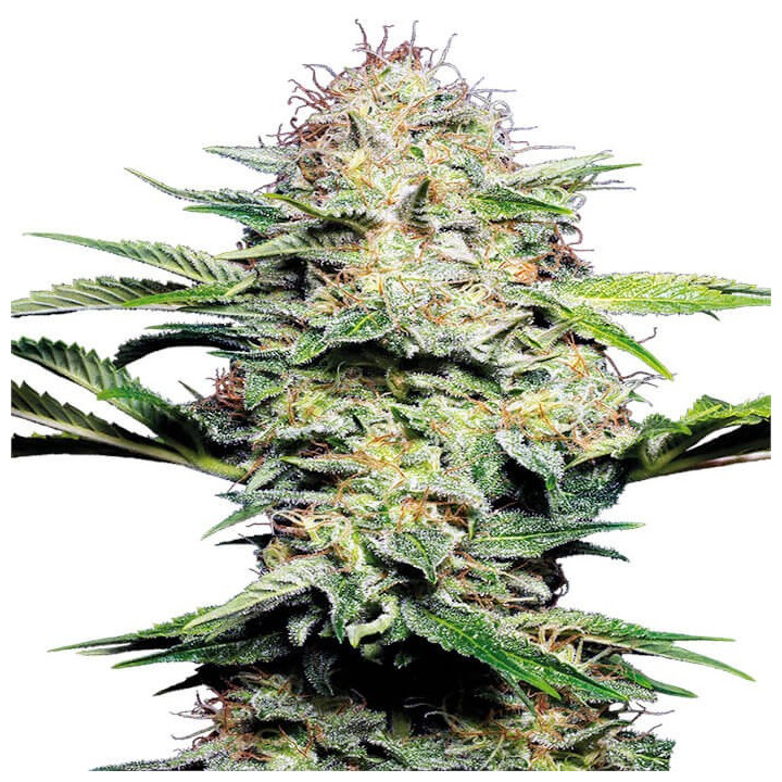 Auto Skunk - Semillas a granel autoflorecientes