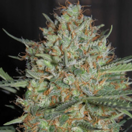 Auto White Widow XXL - Semillas a granel