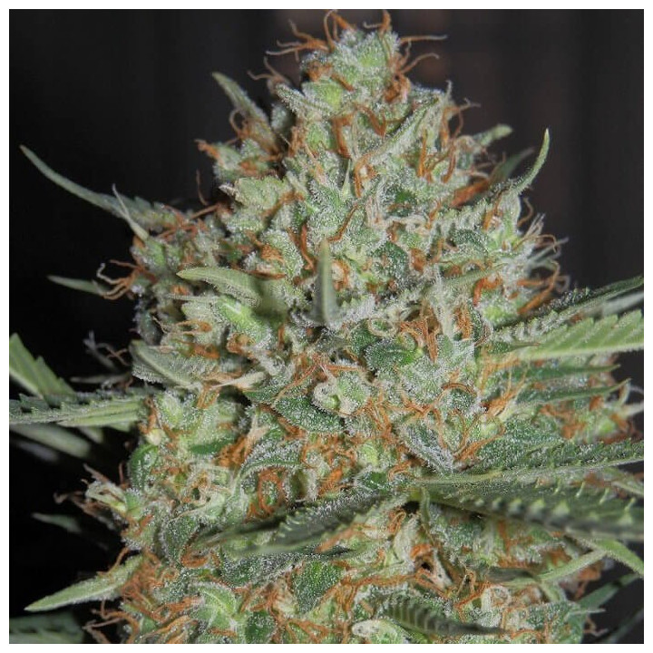 Auto White Widow XXL - Semillas a granel