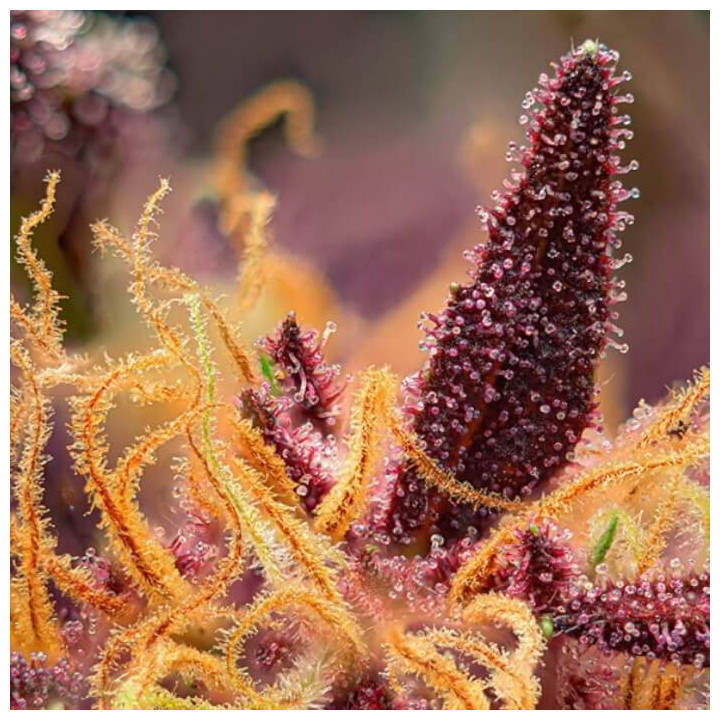 Red Mimosa XL Auto Feminizada Sweet Seeds 2