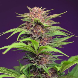 Red Mimosa XL Auto Feminizada Sweet Seeds