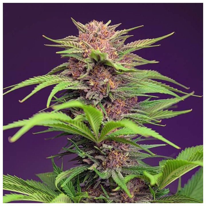 Red Mimosa XL Auto Feminizada Sweet Seeds