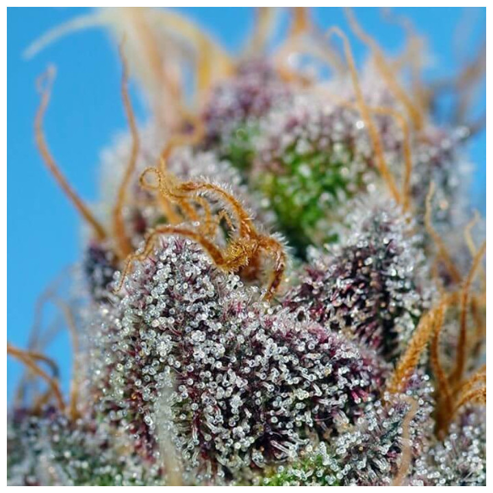 Strawberry Cola Sherbet F1 Fast Version Sweet Seeds 2