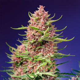 Strawberry Cola Sherbet F1 Fast Version Sweet Seeds