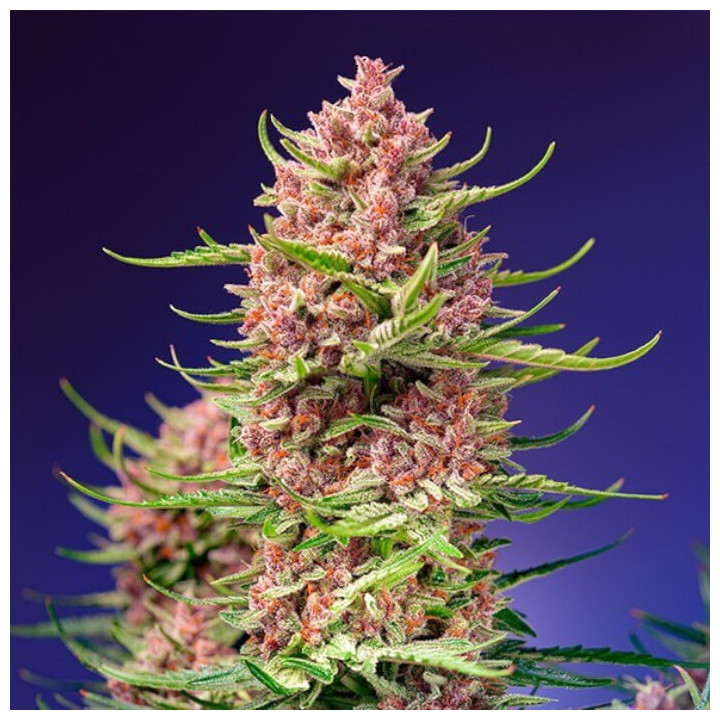 Strawberry Cola Sherbet F1 Fast Version Sweet Seeds