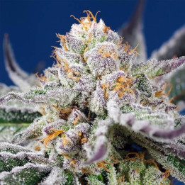 Orange Apricot Glue XL Auto Sweet Seeds