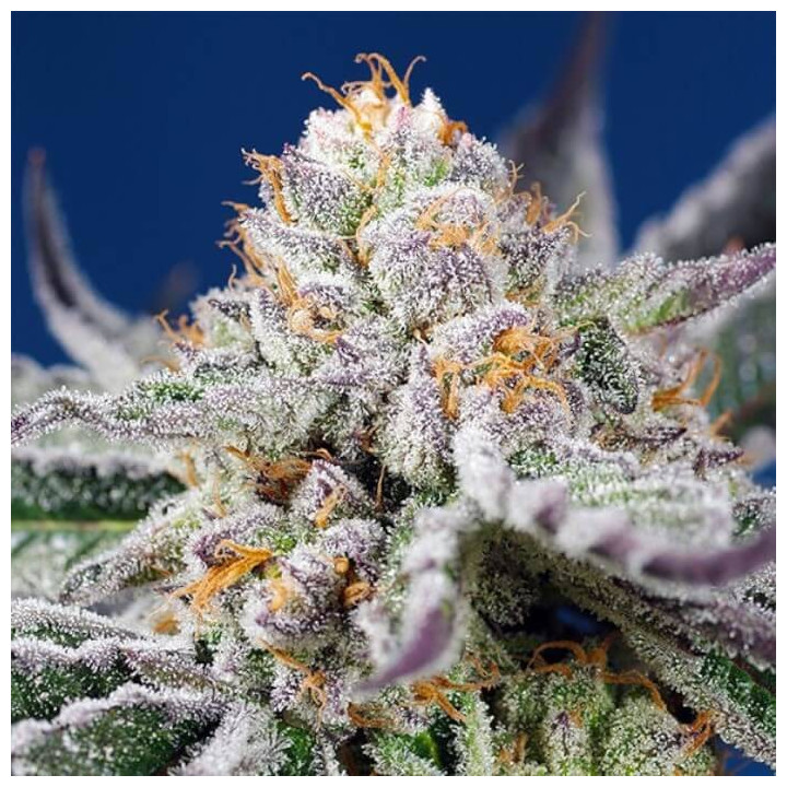 Orange Apricot Glue XL Auto Sweet Seeds