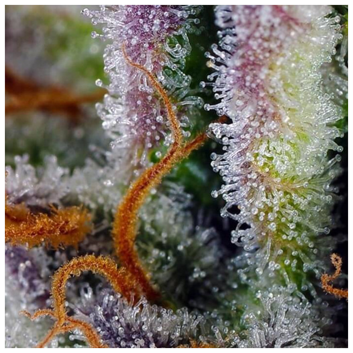 Mimosa Bruce Banner XL Auto Sweet Seeds 2