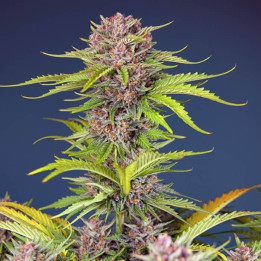 Mimosa Bruce Banner XL Auto Sweet Seeds