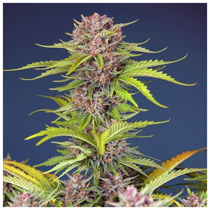 Mimosa Bruce Banner XL Auto Sweet Seeds