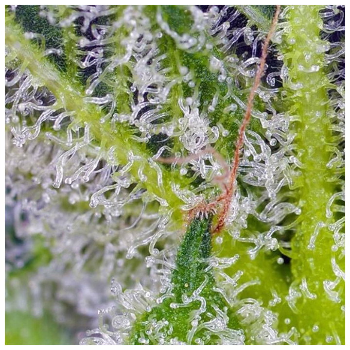 Sweet Mandarine Zkittlez XL Auto Sweet Seeds 2