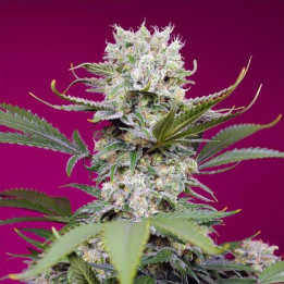 Sweet Mandarine Zkittlez XL Auto Sweet Seeds