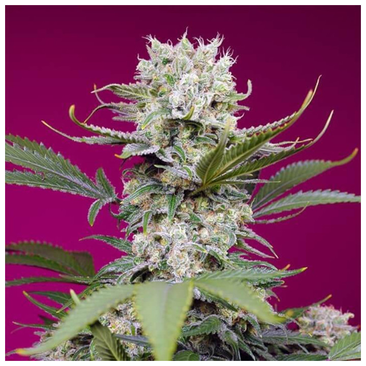 Sweet Mandarine Zkittlez XL Auto Sweet Seeds