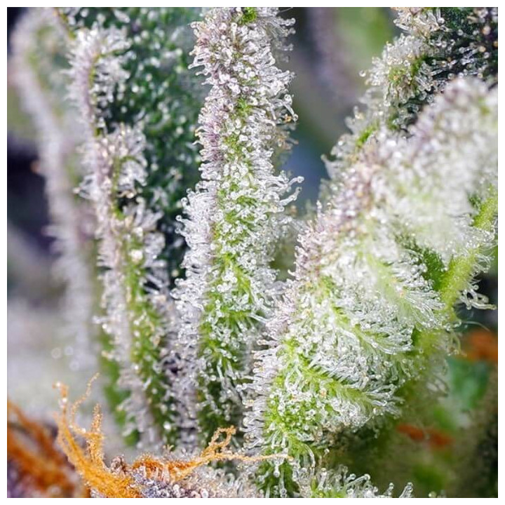 Sweet Mandarine Zkittlez F1 Fast Version Sweet Seeds 2