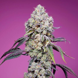 Sweet Mandarine Zkittlez F1 Fast Version Sweet Seeds
