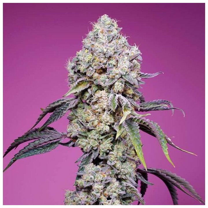 Sweet Mandarine Zkittlez F1 Fast Version Sweet Seeds