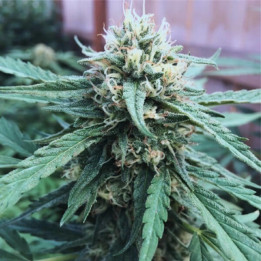 CBD Critical + - Semillas a granel CBD