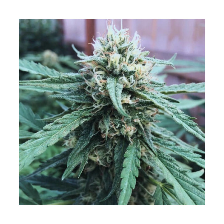 CBD Critical + - Semillas a granel CBD
