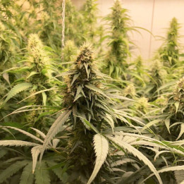 CBG Choice - Semillas a granel CBG
