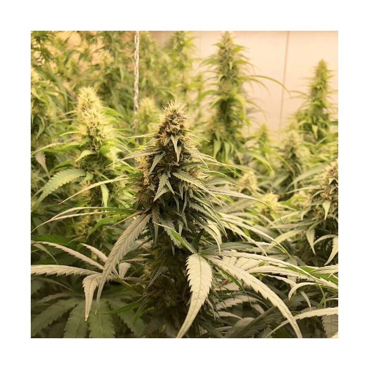 CBG Choice - Semillas a granel CBG
