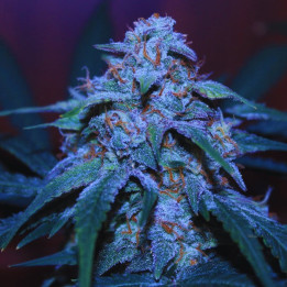 Big Bud Fast Version - Semillas a granel Fast Version