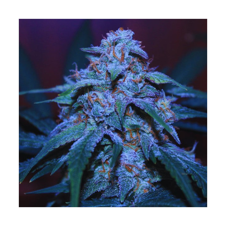 Big Bud Fast Version - Semillas a granel Fast Version