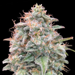 Auto Banana Cookies Advanced Seeds