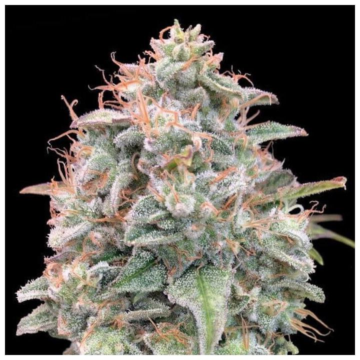 Auto Banana Cookies Advanced Seeds
