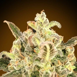 Auto Bio Diesel Mass XXL Advanced Seeds