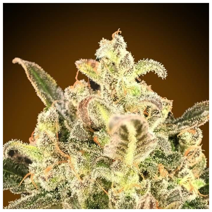 Auto Bio Diesel Mass XXL Advanced Seeds