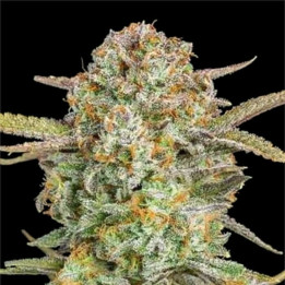 Auto Bruce Banner XXL Advanced Seeds