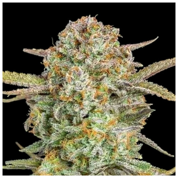 Auto Bruce Banner XXL Advanced Seeds