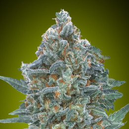Auto Critical Lemon CBD