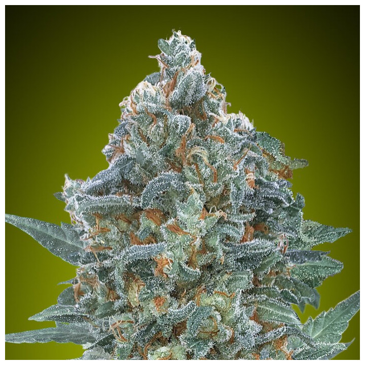 Auto Critical Lemon CBD