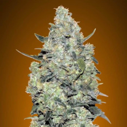 Auto Critical Mass Advanced Seeds