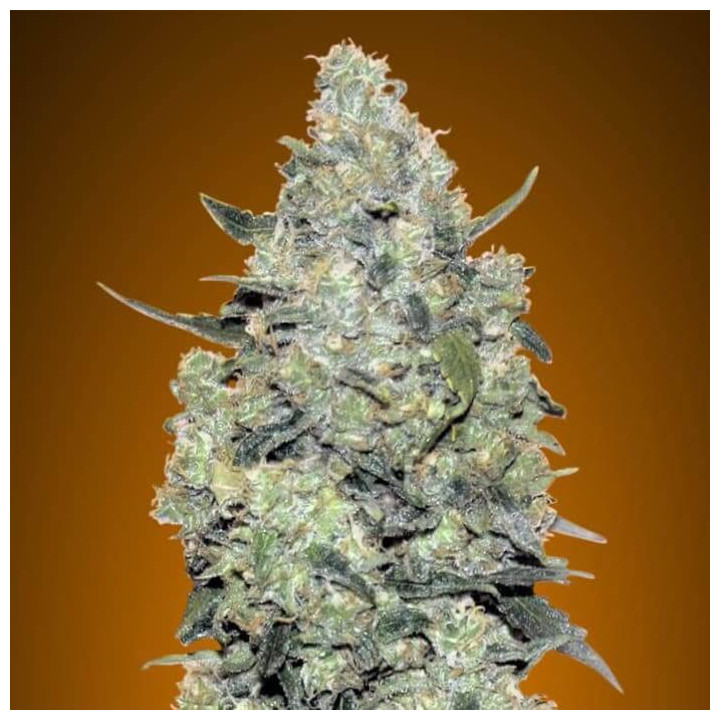 Auto Critical Mass Advanced Seeds