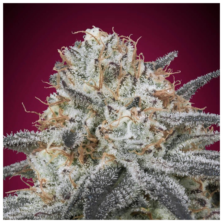 Auto Slurricane Advanced Seeds