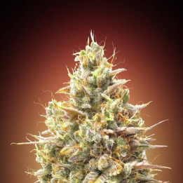 Auto Strawberry Banana Advanced Seeds