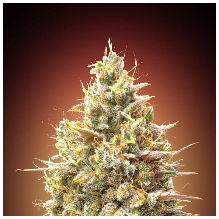 Auto Strawberry Banana Advanced Seeds